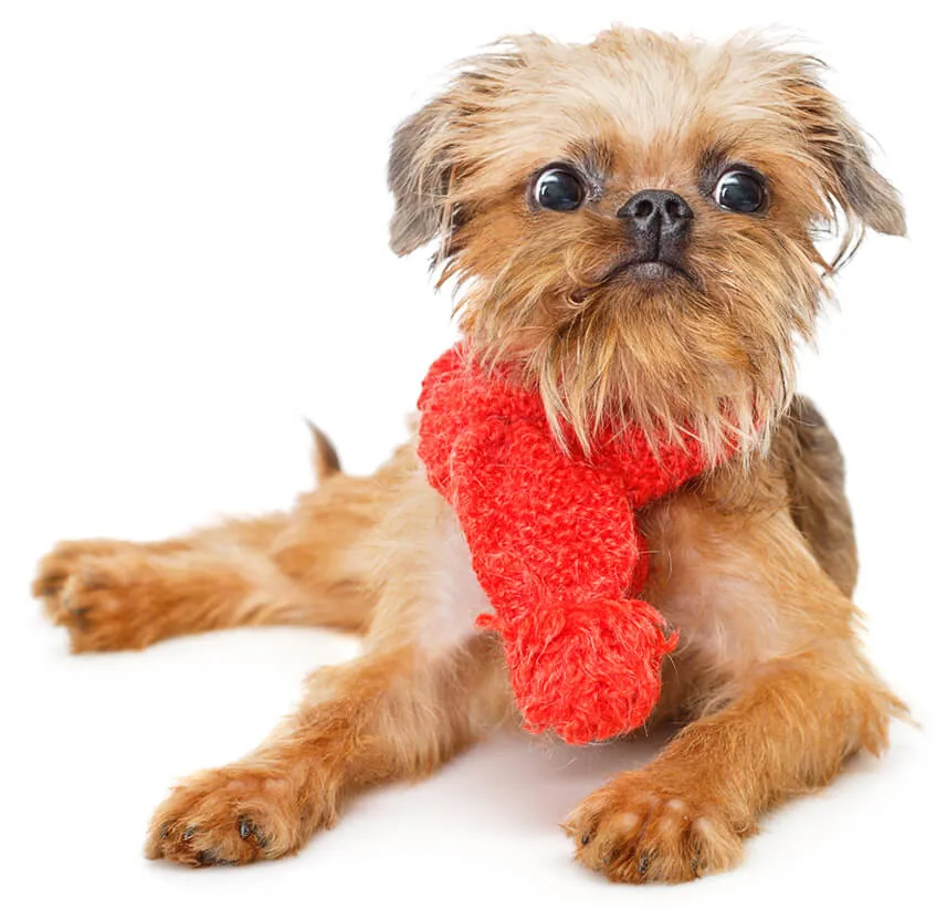 Cão grifon de Bruxelas usando um cachecol vermelho de tricô