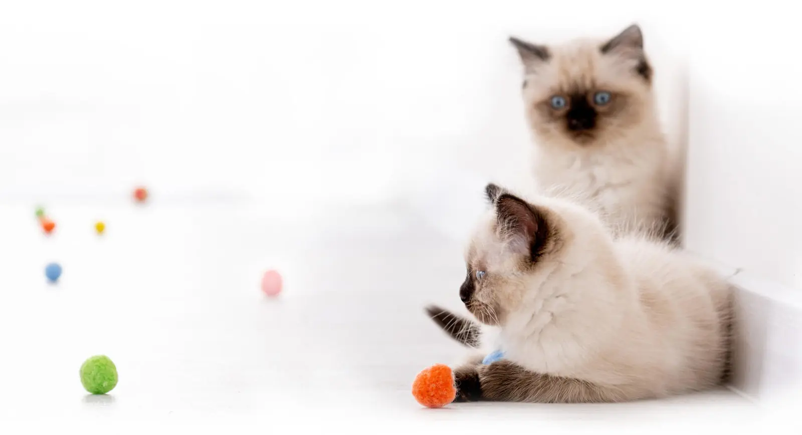 Dois gatinhos ragdoll brincando com bolinhas coloridas