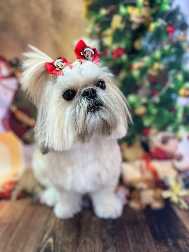 Shih tzu branco com laço vermelho após o banho, em frente a uma árvore de Natal