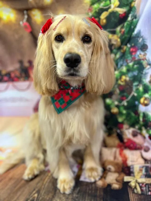 Cocker spaniel dourado com gravata natalina após a tosa