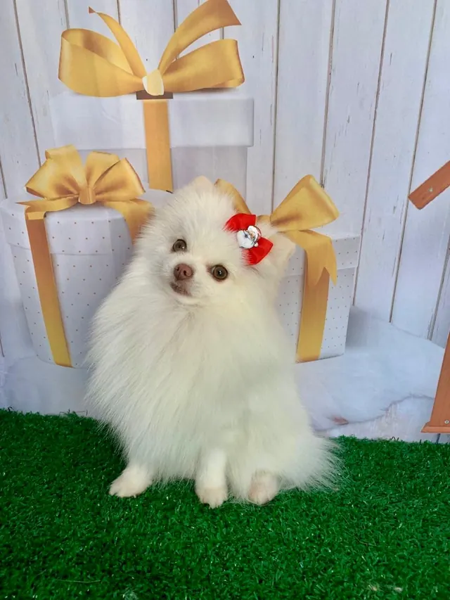 Lulu da pomerânia branco com laço vermelho em cenário natalino com laços dourados