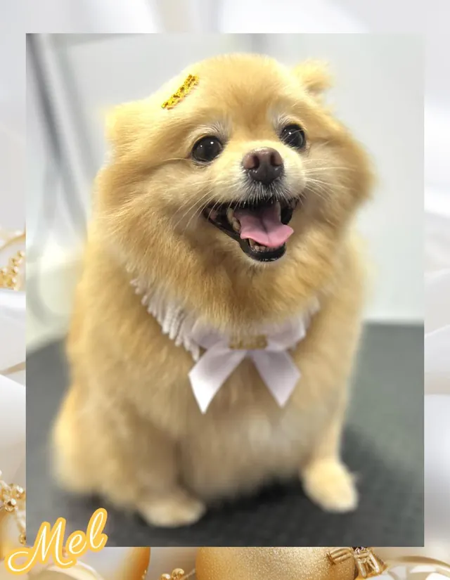 Lulu da pomerânia creme sorrindo com gravata branca depois da tosa