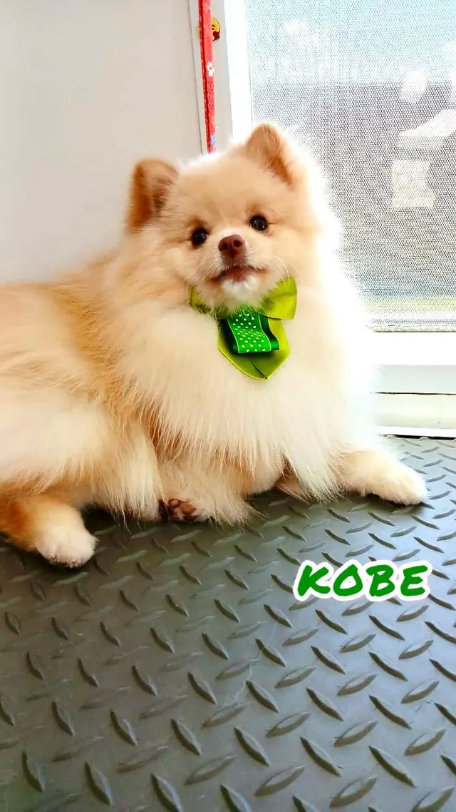 Lulu da pomerânia creme com gravata verde deitado após o banho na unidade móvel