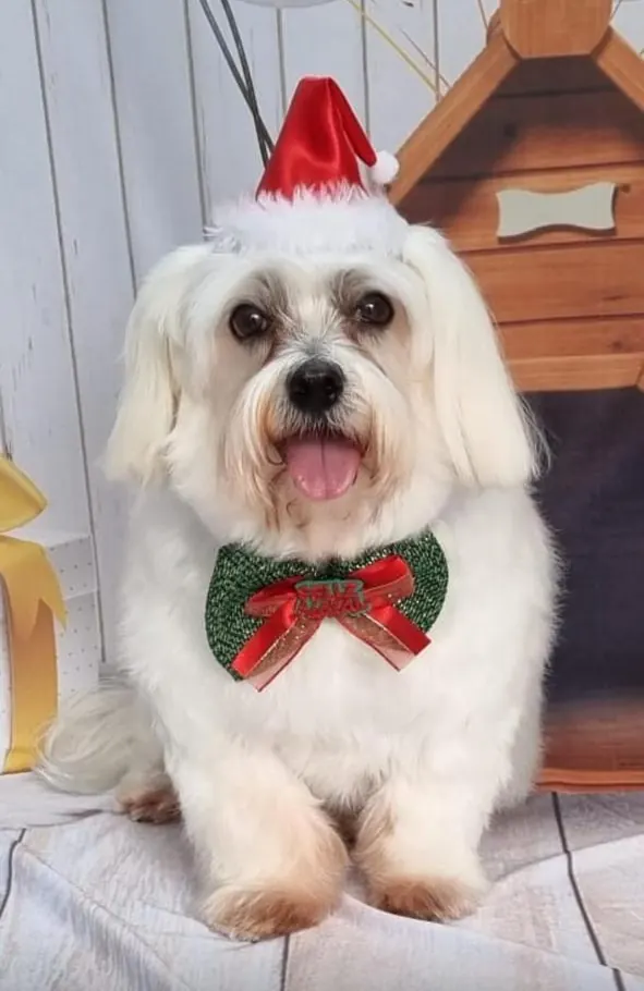 Cão branco de pelo longo com gorro de Papai Noel e gravata verde