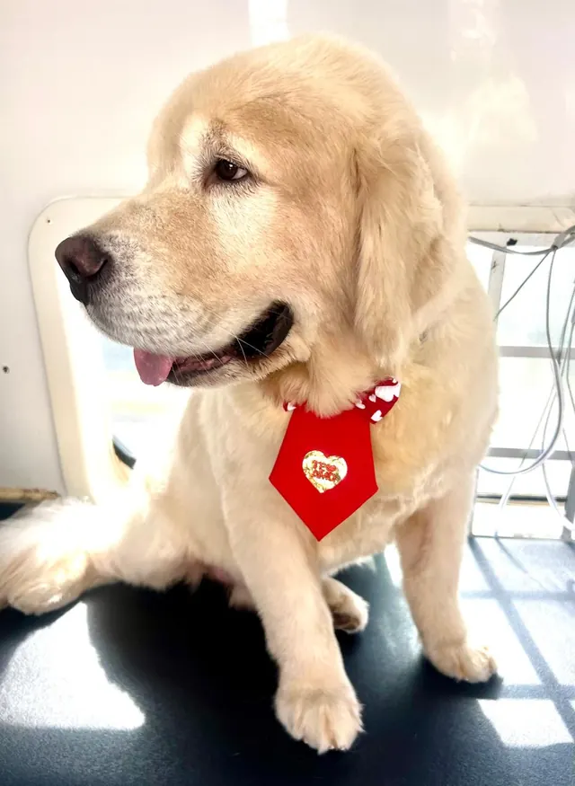 Golden retriever com bandana vermelha descansando depois do banho