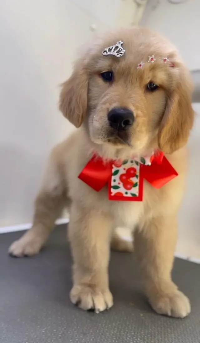 Filhote de golden retriever com bandana vermelha e enfeite de cabeça