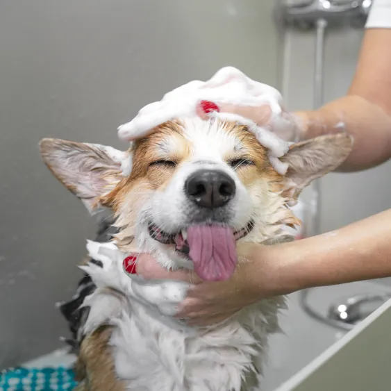 Corgi tomando banho com espuma, sorrindo durante o atendimento