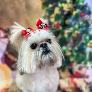 Shih tzu branco com laço vermelho