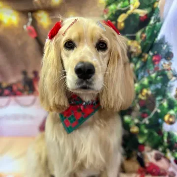 Cocker spaniel dourado com gravata natalina