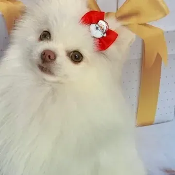 Lulu da pomerânia branco com laço vermelho