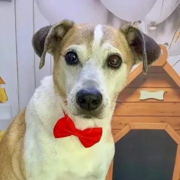 Cão caramelo e branco com gravata borboleta vermelha