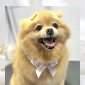 Lulu da pomerânia creme sorrindo com gravata branca