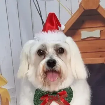 Cão branco com gorro de Papai Noel e gravata verde