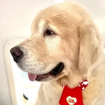 Golden retriever com bandana vermelha