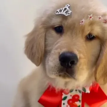 Filhote de golden retriever com enfeite de cabeça