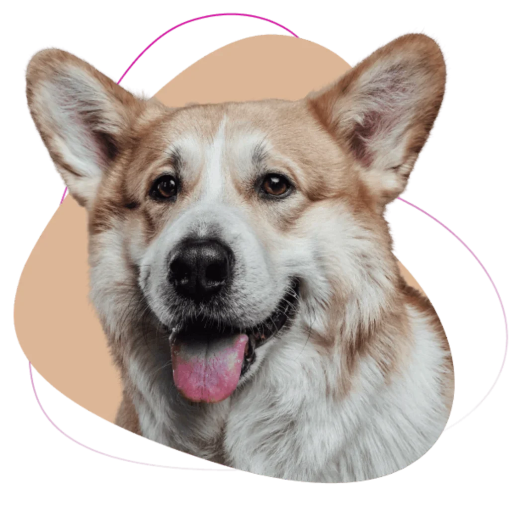 Corgi sorridente recortado sobre uma forma orgânica cor de pêssego